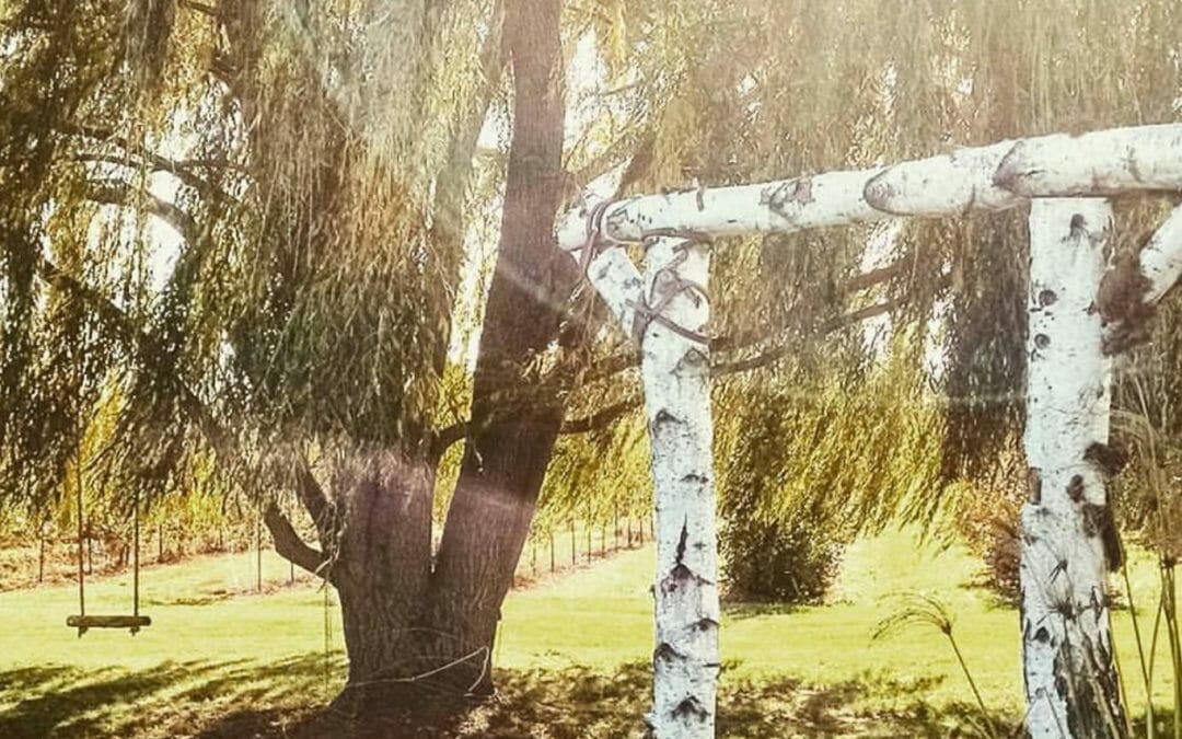 Willow Birch Arch